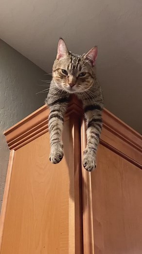 Sad cat diaries: Nap Edition #catsoftiktok #catvideos #sadcatdiaries #tabbycat