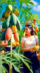 Papaya tree in Cambodia #agriculture #garden #tree #papaya