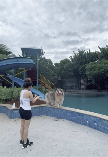 Video Lucu Anjing dan Puppy TikTok