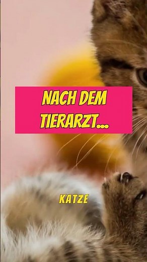 Warum Katzen sich plötzlich anfauchen und wie du es lösen kannst 🐱⚡