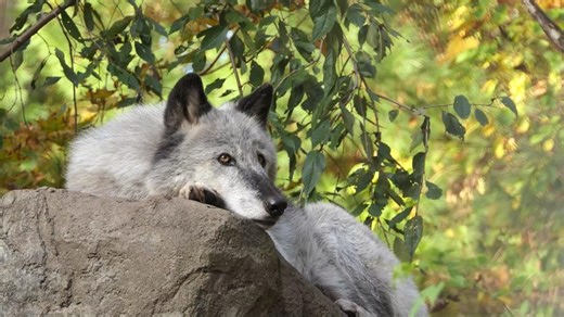 Sunday zen~ courtesy of our late ambassador wolf Zephyr.😴 #happysunday | Wolf Conservation Center