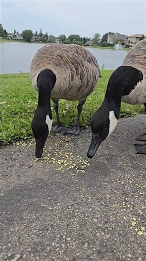 Canada geese eating from the sidewalk at the city pond