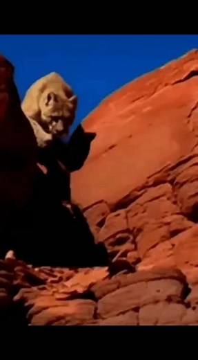 Explore the Majestic Big Cats in Their Natural Habitats