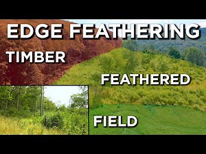 Summer Time Deer Habitat Improvement Projects | Edge Feathering