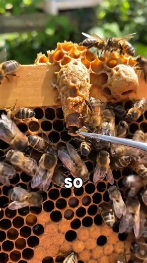 This is why beekeepers destroy bees🐝