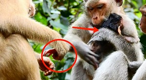 Young mother monkey Viola hug newborn Vixen tightly so worry see Rose want take baby | Adorable Monkey