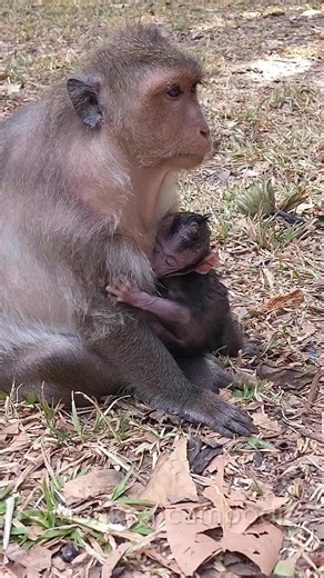 Meet Jinx: The Adorable Nurse Monkey in Action