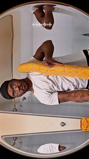 Who loves a Big reticulated python #snakes #exoticpets #retics #reticulatedpython #pythons