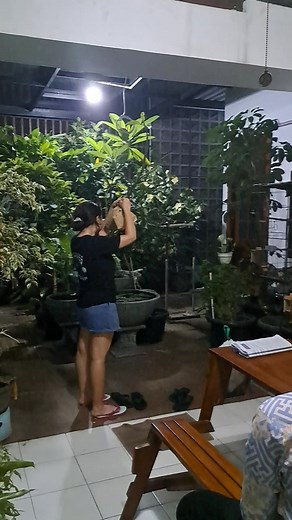 Aviary Mini: Ternak Burung Kecil di Rumah