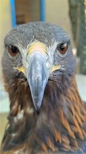 Majestic golden eagle | From piercing eyes to mighty talons pure power and beauty of nature! 👀🦅