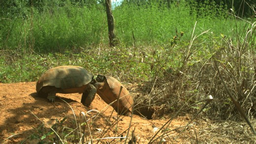 Santa Rosa County resumes drainage work after gopher tortoises relocated for $46K