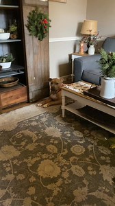 Rocky is full from breakfast..time to take Christmas decor down 🐾#rocky #breakfast #christmasdecor #bestdogever #sundayvibes | Heather Michelle