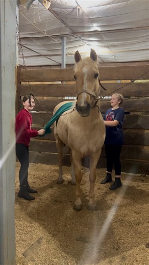 #westwoodfarm #ridinglessons #saddlebreds #saddleseat #mnriding #horsesofmn | Westwood Farm