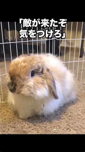 Watch the cute rabbit foot slam! Interesting animal trivia about why they do it.