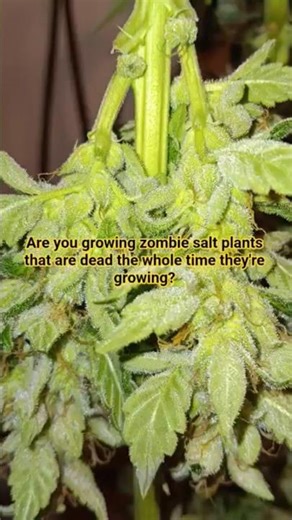 #medicalcannabis #education #garden #grow #homegrown #organic