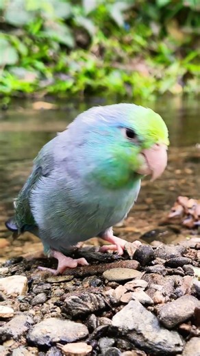 Pacific Parrotlet at the Creek #pacificparrotlet #parrotlets #parrot
