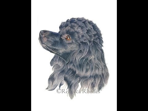 Watercolor Painting Tutorial - Poodle Dog