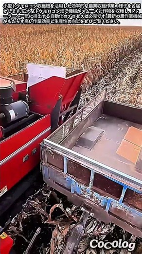 小型トウモロコシ収穫機による効率的な収穫作業 #worker #process #harvest #agriculture #farming