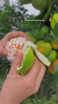 Some facts about the Nagpur #information #facts #shorts