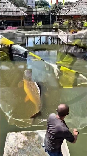 Everyone Shocked! Cheap Net Catches a GIANT MONSTER FISH?! #short #fish #fishing #trending #amazing