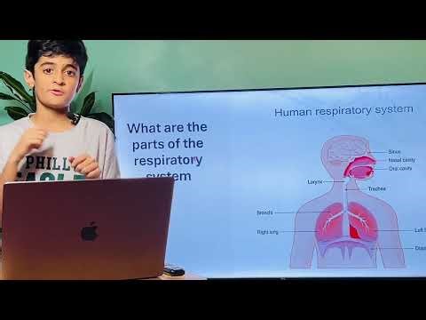Understanding the Respiratory System: Easy Science Lesson