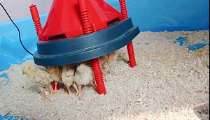 Chick Duckling Brooder Heating Plate- Chicken Coop Brooder Heater Like Mother Hen,Safer Than Brooder Lamps Heater -Warm Up to 15 Chick,Ducklings(Chick Brooder Heating Plate)