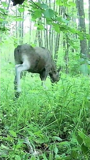 MOOSE #animal #documentary #moose