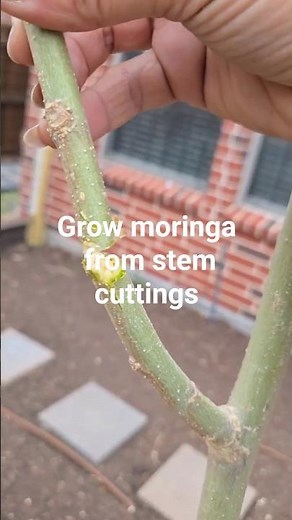 Grow moringa tree from cuttings