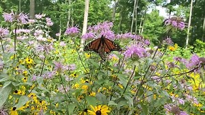 Weary of COVID and grey days? Escape to lush Palmer Woods and watch these monarchs in action on native bee balm. | Leelanau Conservancy
