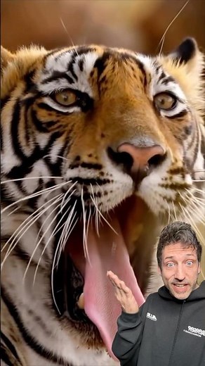 The Deadliest Tiger EVER