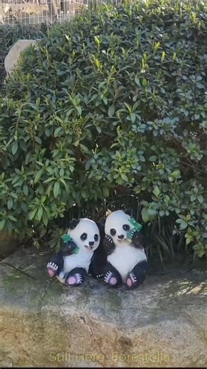 [Still Here] #forestella #music