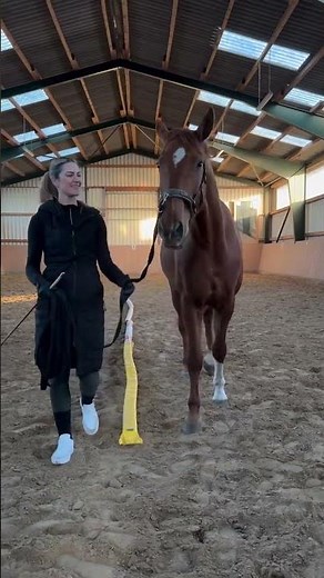 Mein Pferd hat diese Übung innerhalb weniger Minuten gelernt und dein Pferd kann das auch! 🐴✨