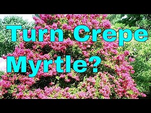 Crepe Myrtle for Wood Turning?