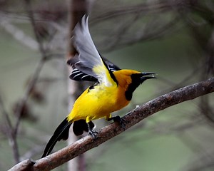 Hooded Oriole: Photo Of The Day