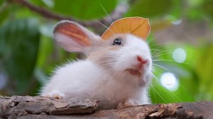Cute Bunnies Close-up Footage Rabbit Bunny Stock Footage Video (100% Royalty-free) 1107394441 | Shutterstock