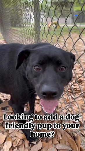 10K views · 202 reactions | Meet Count Chocula, a 1-year-old small/medium mix breed looking for his forever home at our rescue!! At approximately 31lbs. and full of fun-loving energy, Count Chocula is going to make a great addition to any family. Stop by and meet home today ❤️ | Northshore Humane Society | Facebook