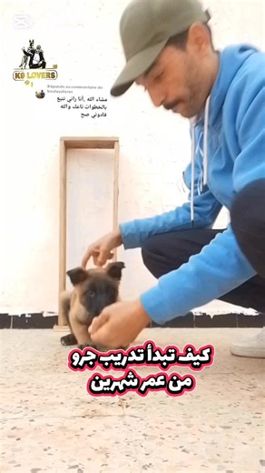 Réponse à @boutayafares كيف تبدأ تدريب جرو مالينوا من عمر مبكر شهرين #أنت_افضل_مدرب_لكلبك #تدريب_كلاب #malinois #Dogs