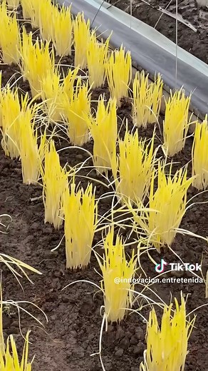 🌱 Cosecha del cebollín: el secreto para cortarlo y que vuelva a crecer más fuerte El cebollín es uno de los cultivos más agradecidos en la agricultura tradicional y doméstica. Su cosecha no consiste en arrancarlo por completo, sino en cortarlo estratégicamente para estimular nuevos brotes. Esta técnica permite obtener varias cosechas de una misma planta, optimizando el rendimiento del suelo y reduciendo desperdicios. #Cosecha #AgriculturaSostenible #Cebollín #Huerto #CultivoNatural