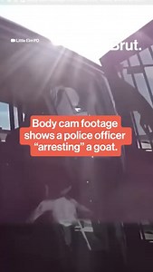 Body cam footage shows a police officer "arresting" a goat