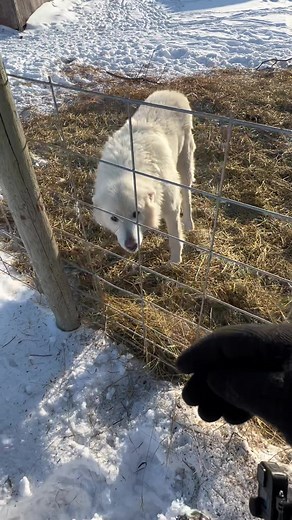 Coyotes Luring My Dog: Response and Insights