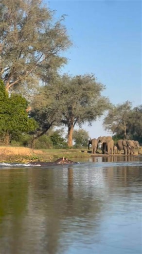 48K views · 446 reactions | Incredible sighting of an hippo鍊...