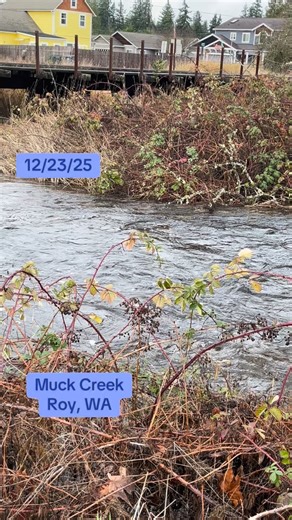 Muck Creek behind the Roy Grange, Roy, WA. The creek is really moving now compared to where I took video on 288th, less than 3 miles away. The water is still rising and more rain is in the forecast. Plus, there is a wind advisory. We may be in for an interesting Christmas!! #rustybarranch #rain #flooding #stormy #washington | Rusty Bar Ranch