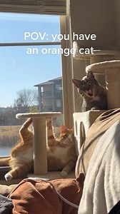 Draw me like one of your French cats 🧑‍🎨 @thetwotabbys | Cats With Their Tongues Out
