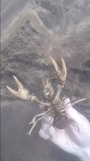 First time catching a crawdad in a hole like that! #fishing #crawdads #crayfish #wildlife #lakes