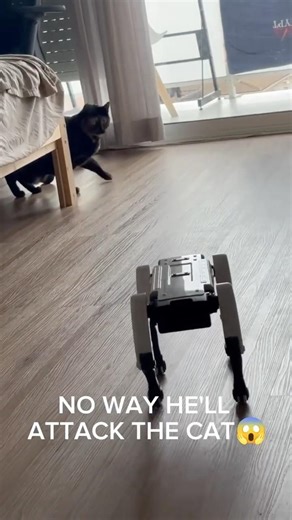 Robot Dog vs Cat… This Got INTENSE 😳