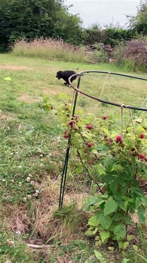 Could you run and growl any cuter? (Watch till the end) 🥰 #cute#BallChaseFun#PlayfulPup #HappyPuppy
