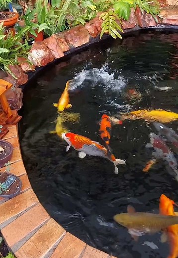Koi Pond Care: Maintenance and Stocking Tips