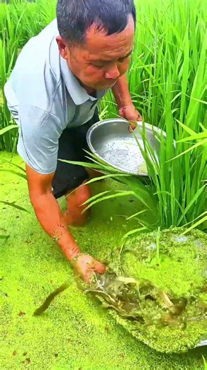 Loach Farming Trick: Rich Paddy Fields Yield a Full Catch in One Scoop! 🐟
