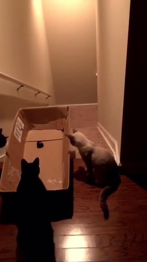 77K views · 1.2K reactions | Funny cute cat fails videos #fypシ #catsoftiktok #animals #catlover #cuteanimals | Pets & Cats | Facebook