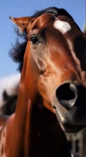 🐎 Horses Race a Speeding Train 🚂 | Epic Cinematic Wild Run | Wild Interaction Diaries